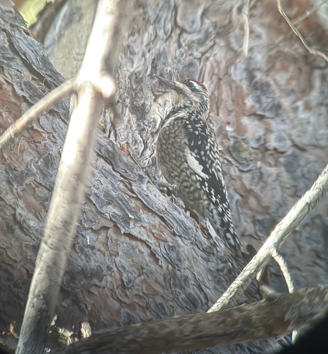 Yellow-bellied Sapsucker - ML646052837