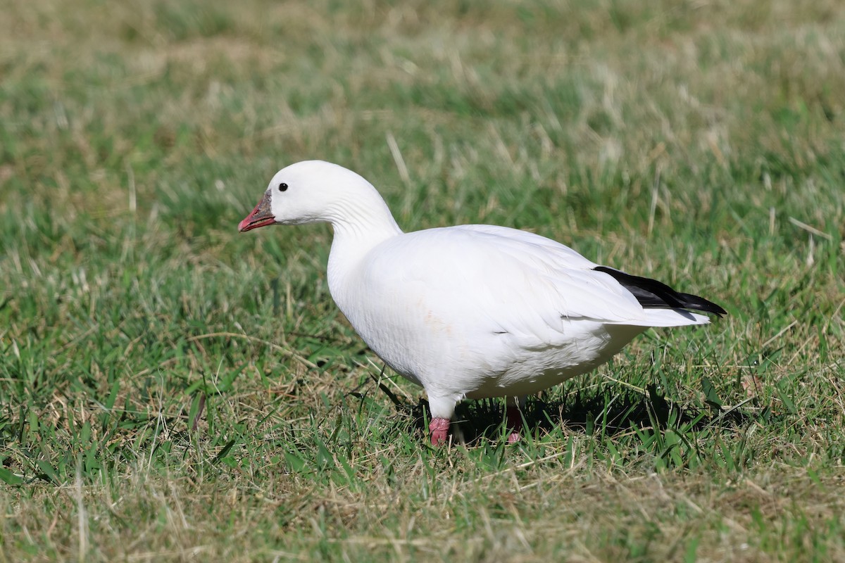 Ross's Goose - ML646052838