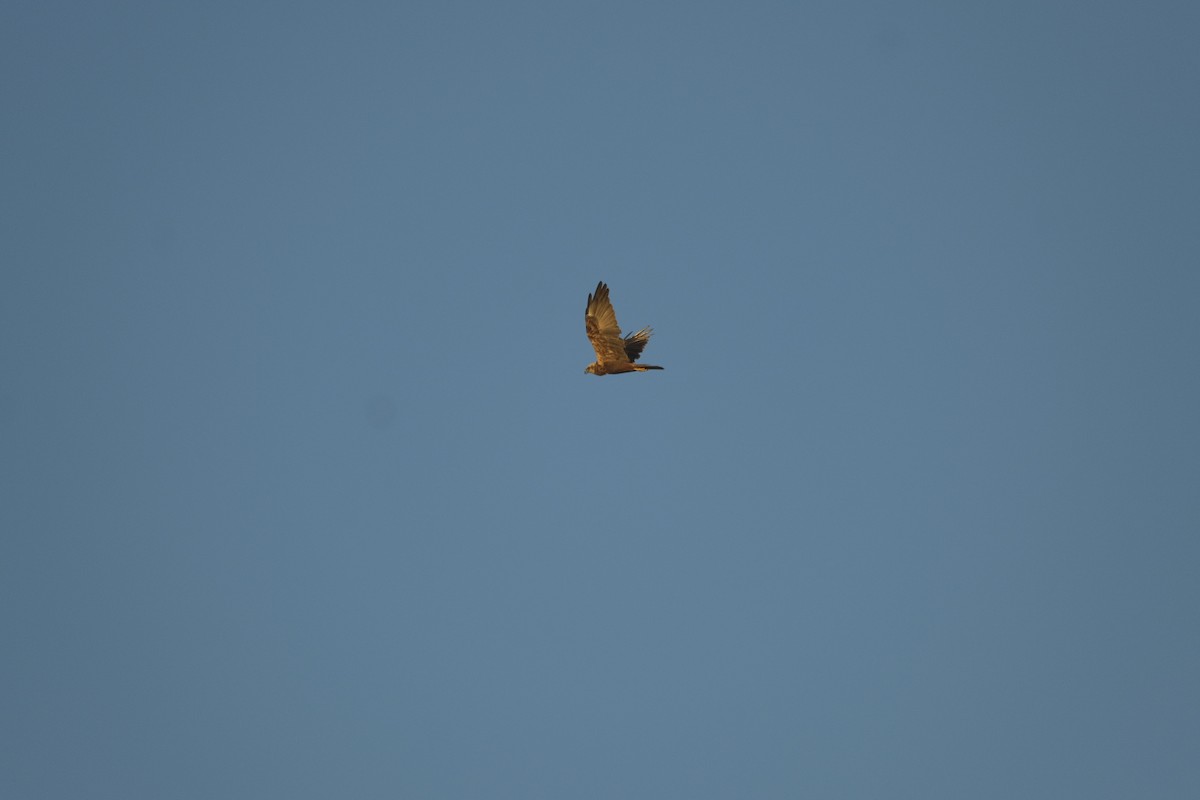 Western Marsh Harrier - ML646052843