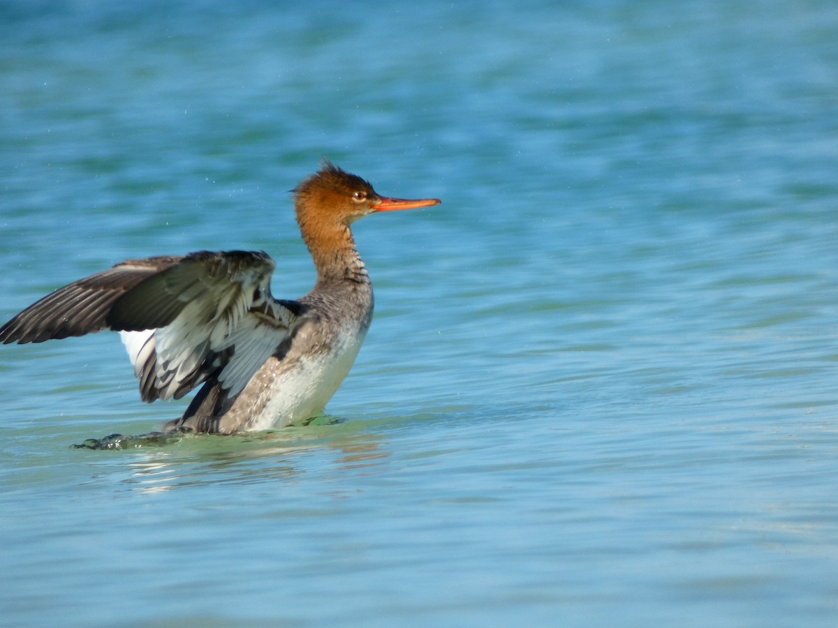 Serreta Mediana - ML646052849