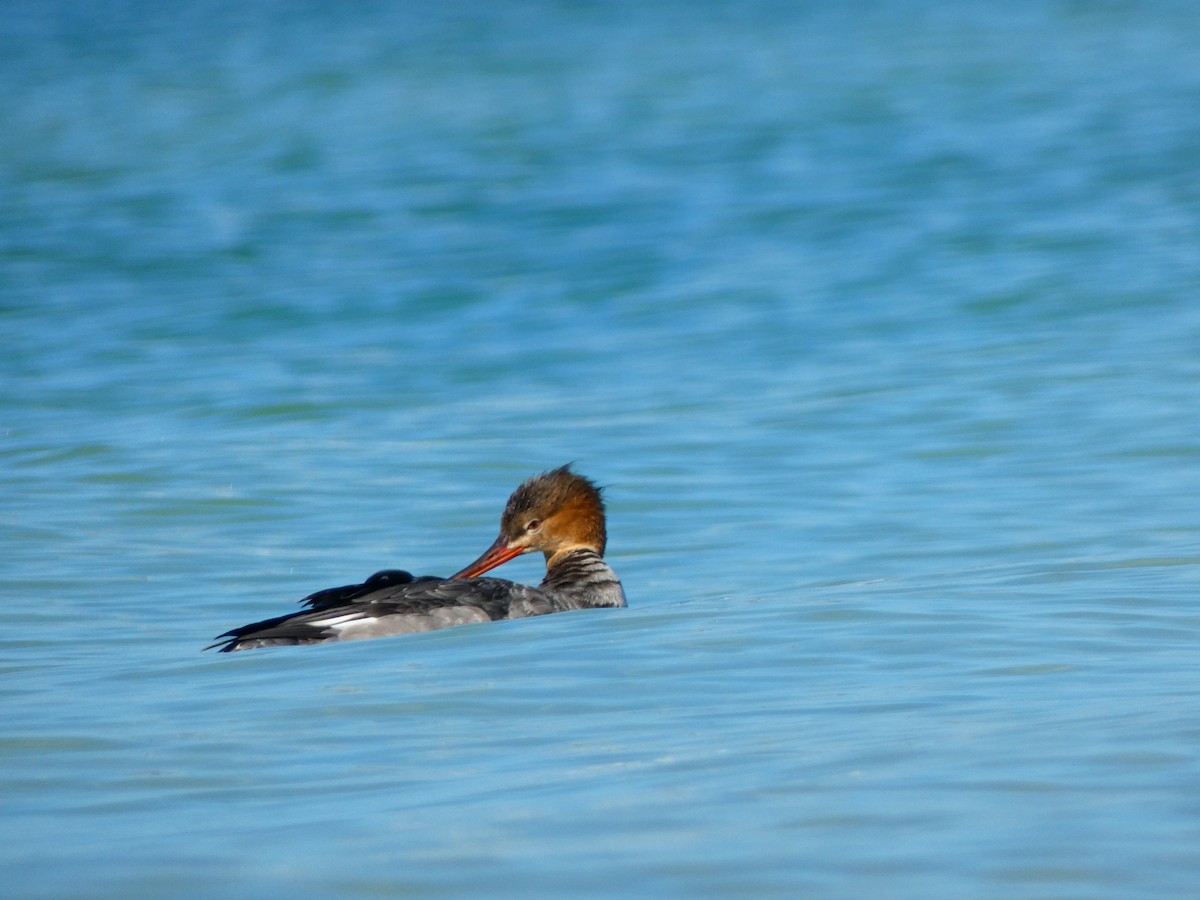 Serreta Mediana - ML646052850