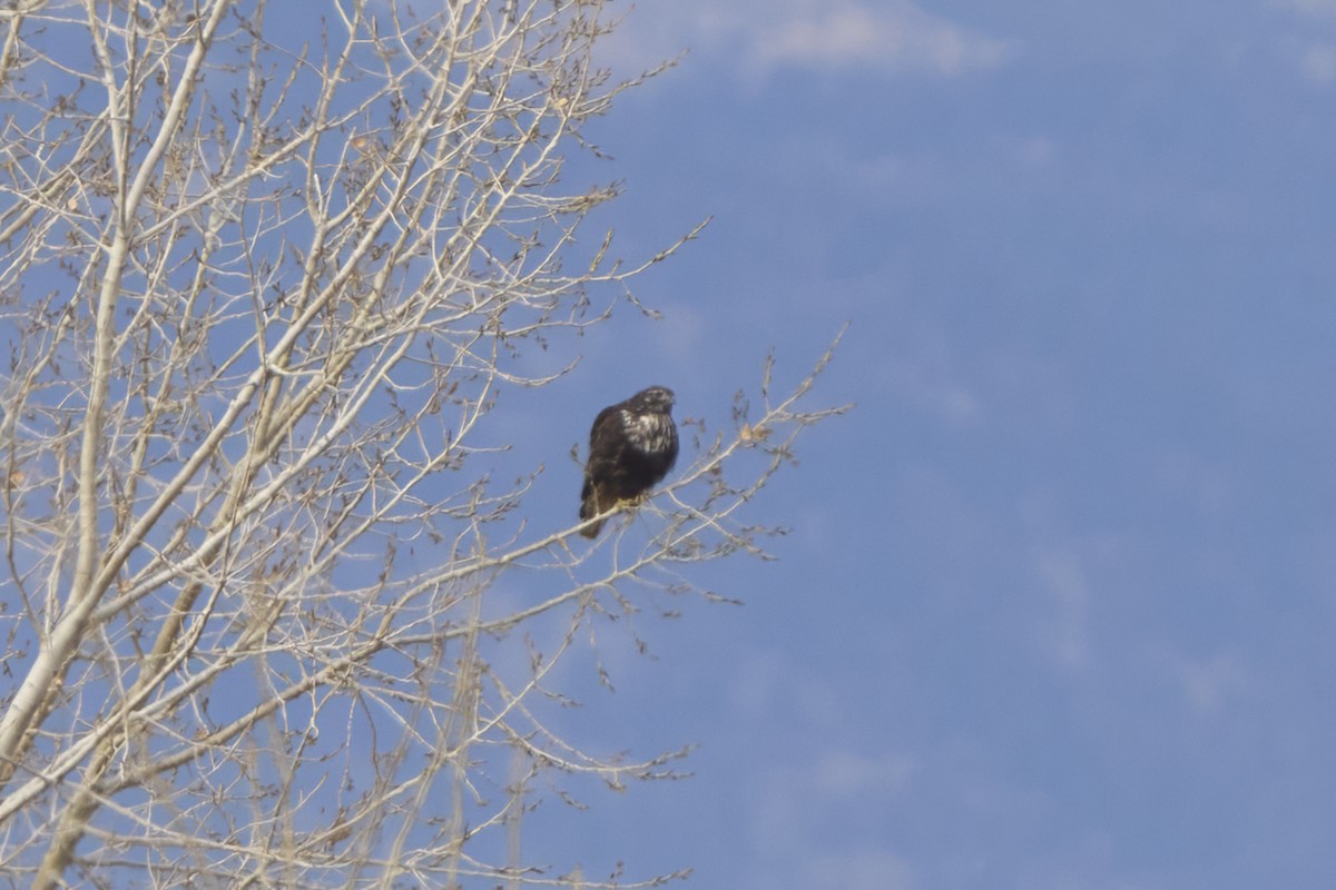 Red-tailed Hawk - ML646052851