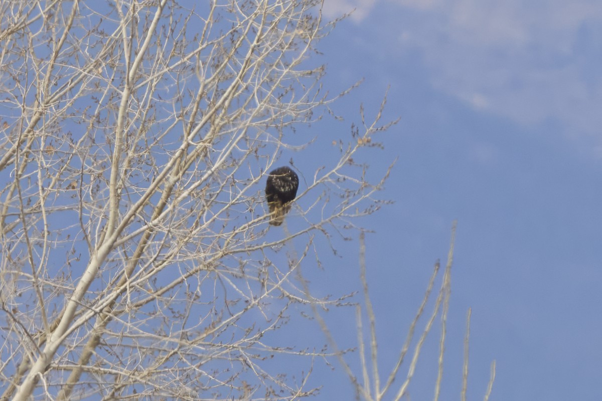 Red-tailed Hawk - ML646052852