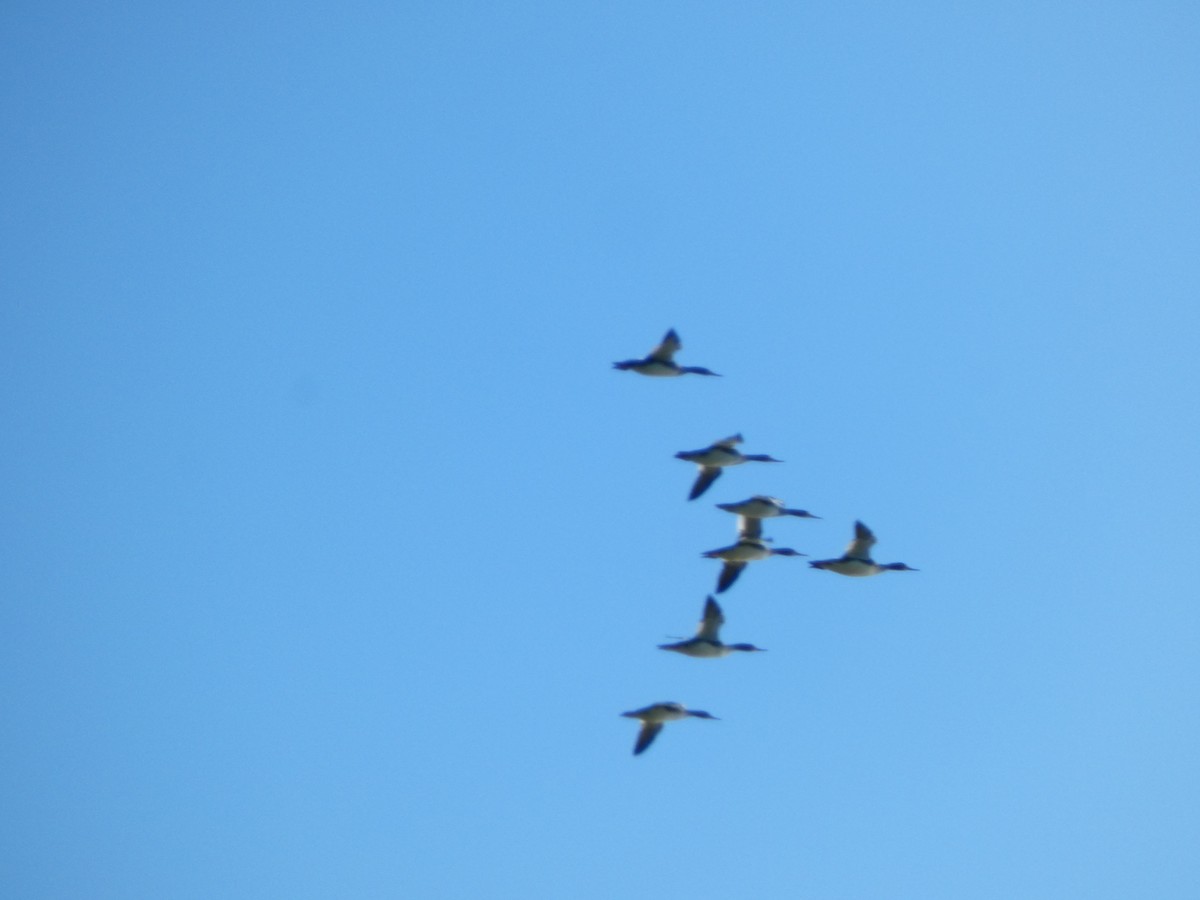 Serreta Mediana - ML646052853