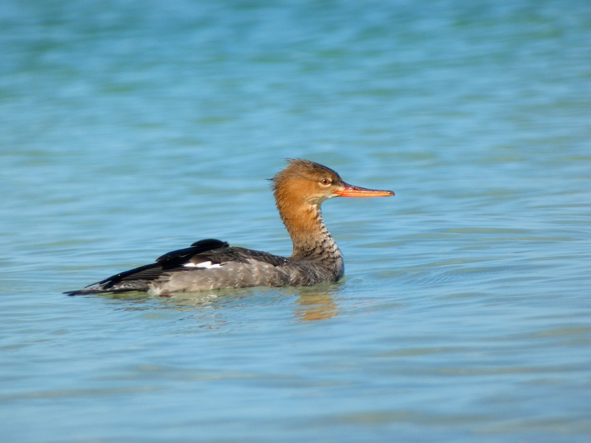 Serreta Mediana - ML646052855