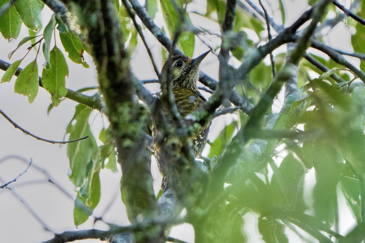 White-spotted Woodpecker - ML646052859
