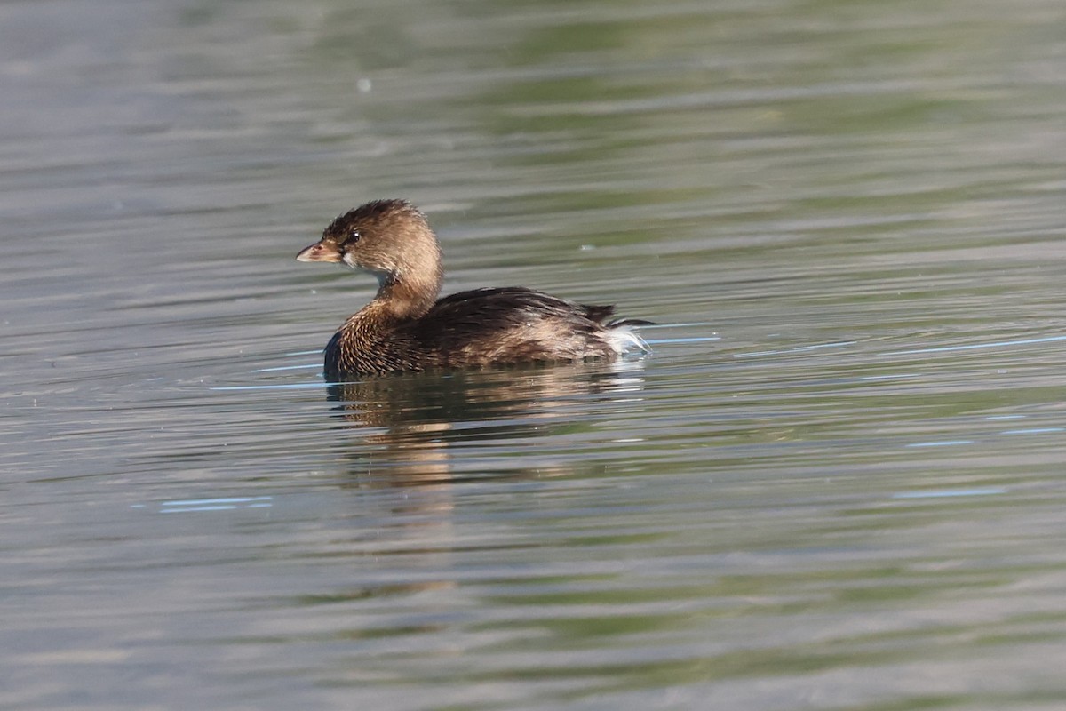 Pied-billed Grebe - ML646052860