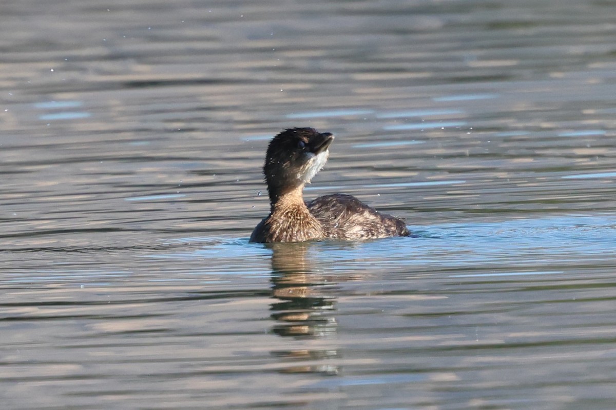 Pied-billed Grebe - ML646052861