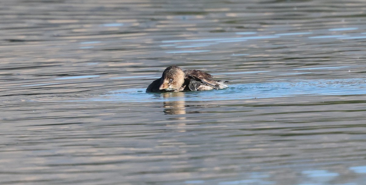 Pied-billed Grebe - ML646052862