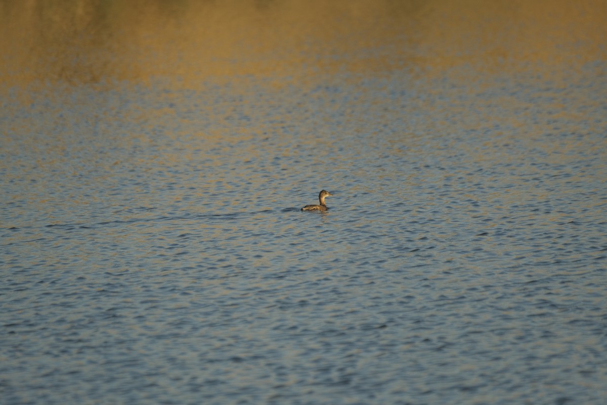 Little Grebe - ML646052871