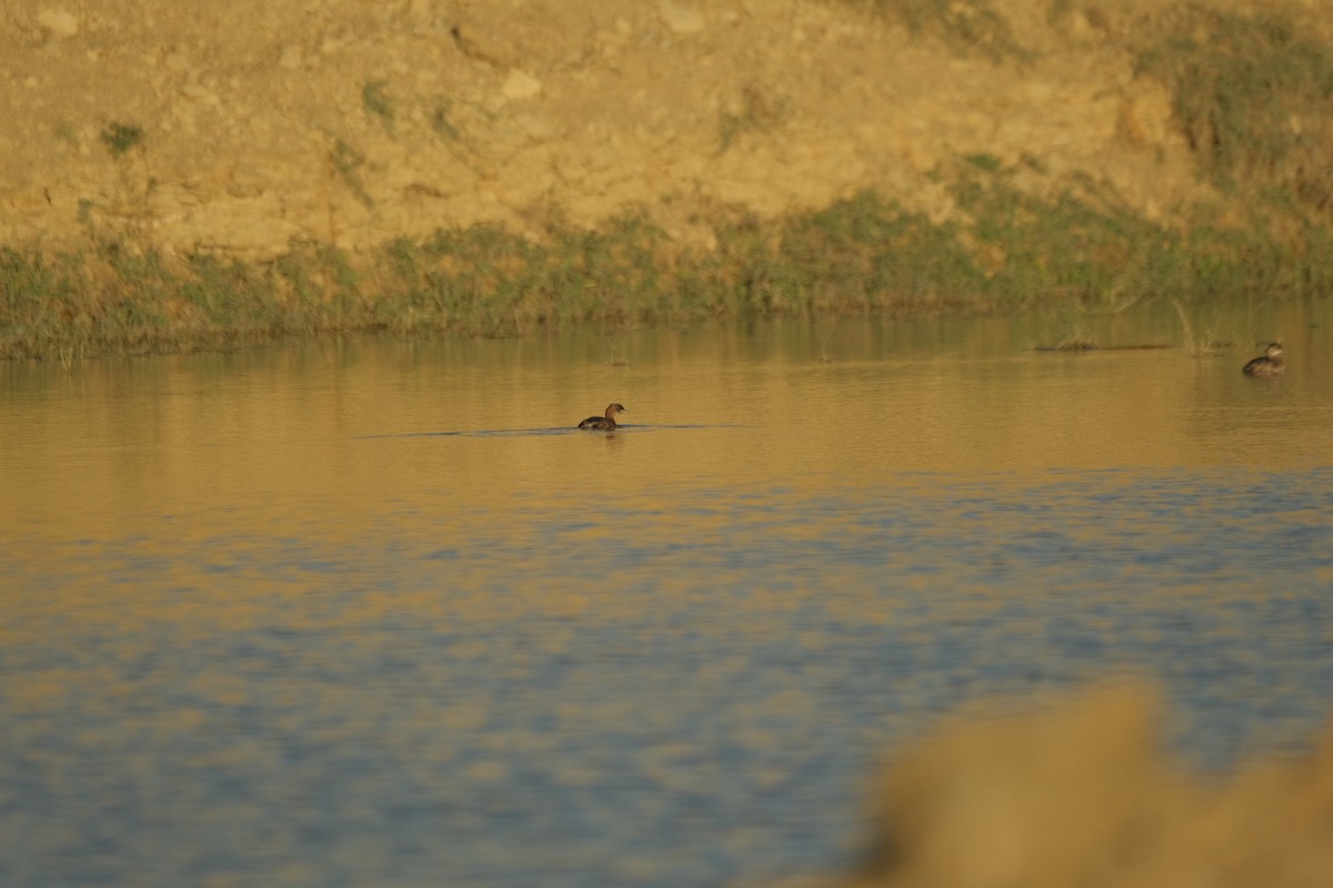 Little Grebe - ML646052872