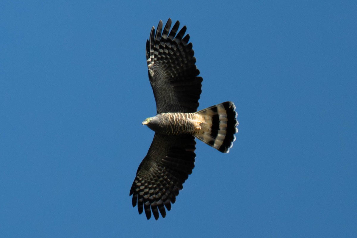 Hook-billed Kite - ML646052876