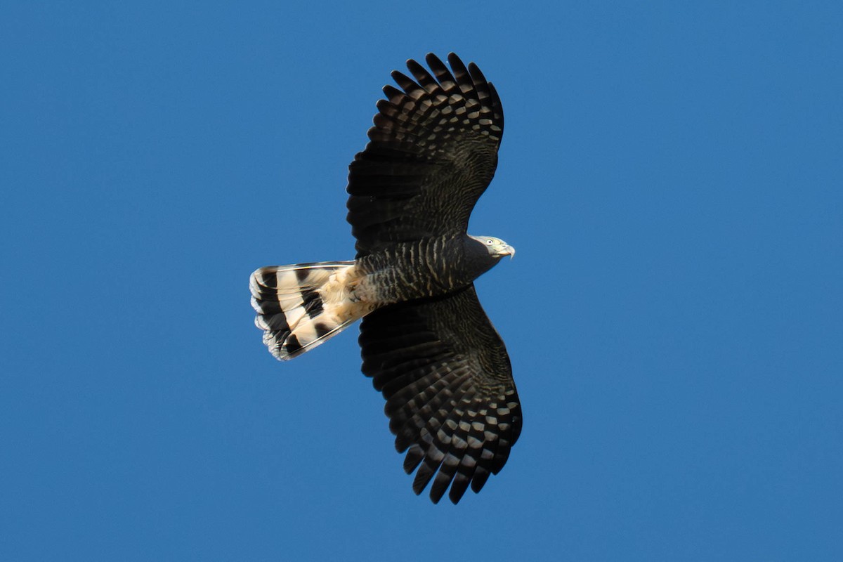Hook-billed Kite - ML646052877