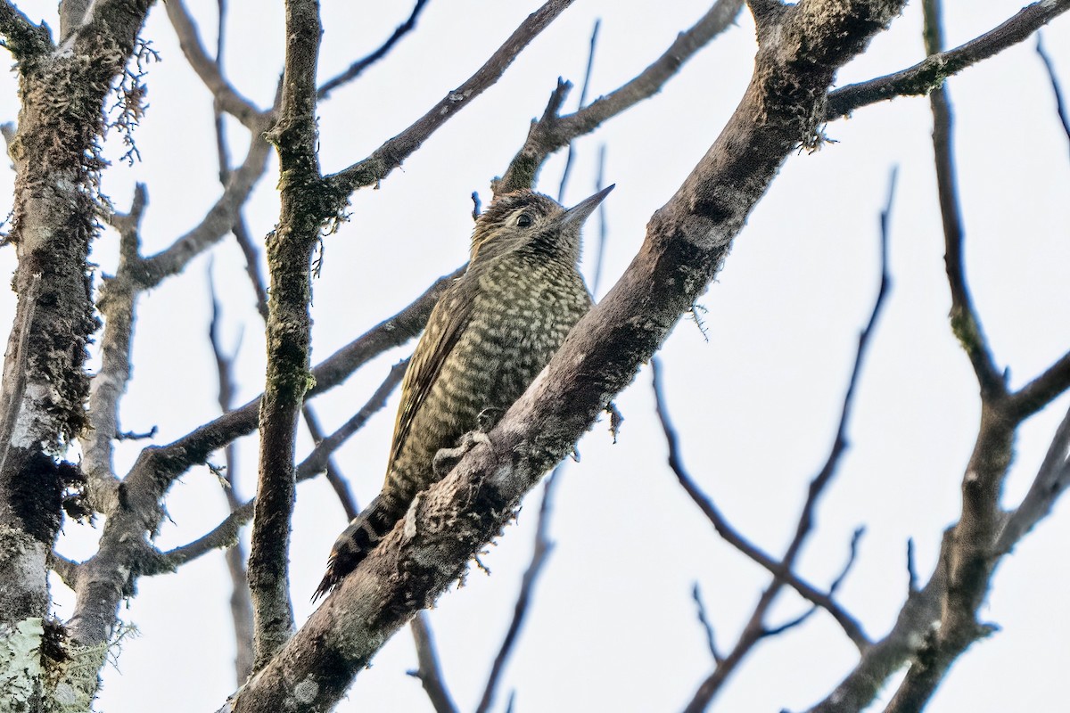 White-spotted Woodpecker - ML646052879