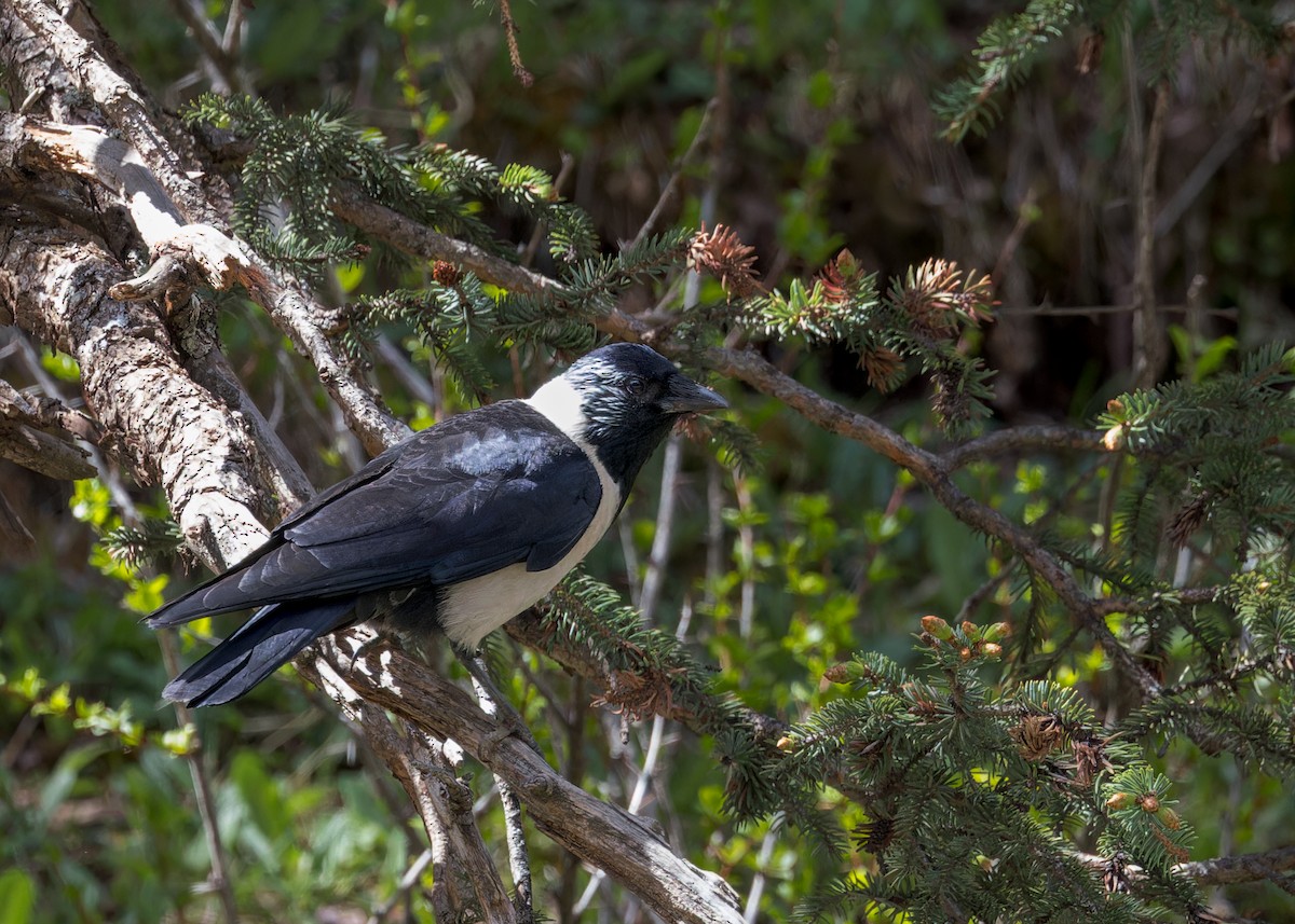 Daurian Jackdaw - ML646052882