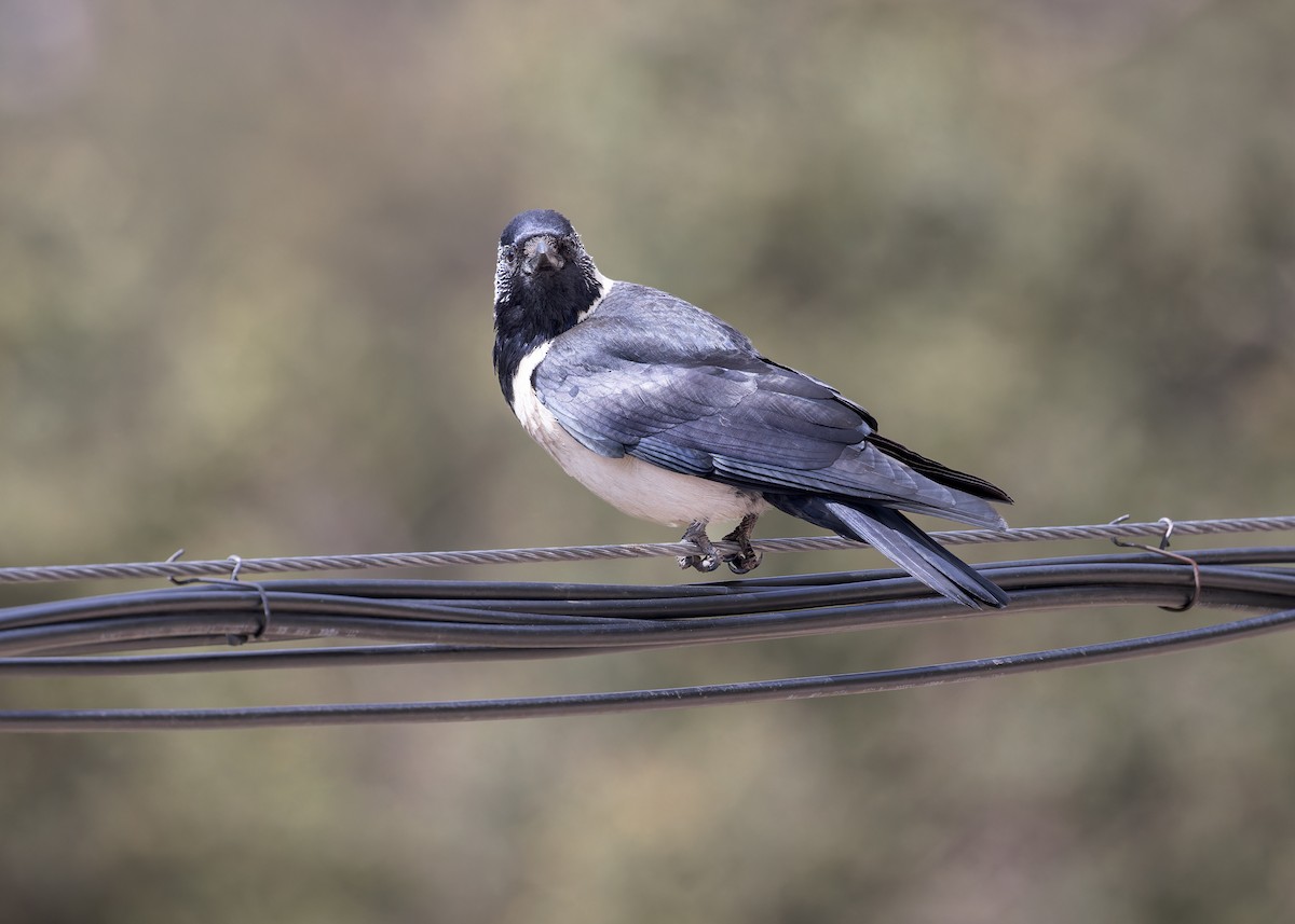 Daurian Jackdaw - ML646052883