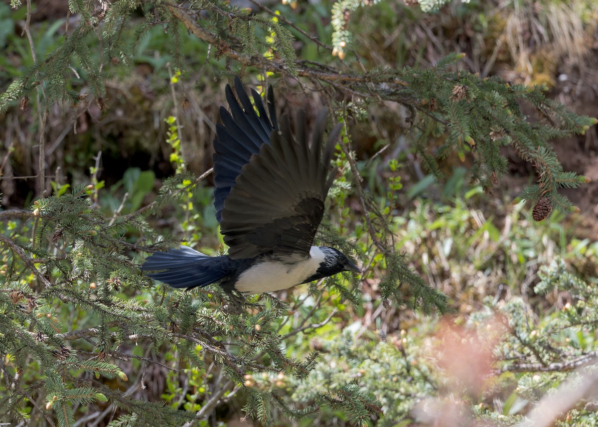 Daurian Jackdaw - ML646052884