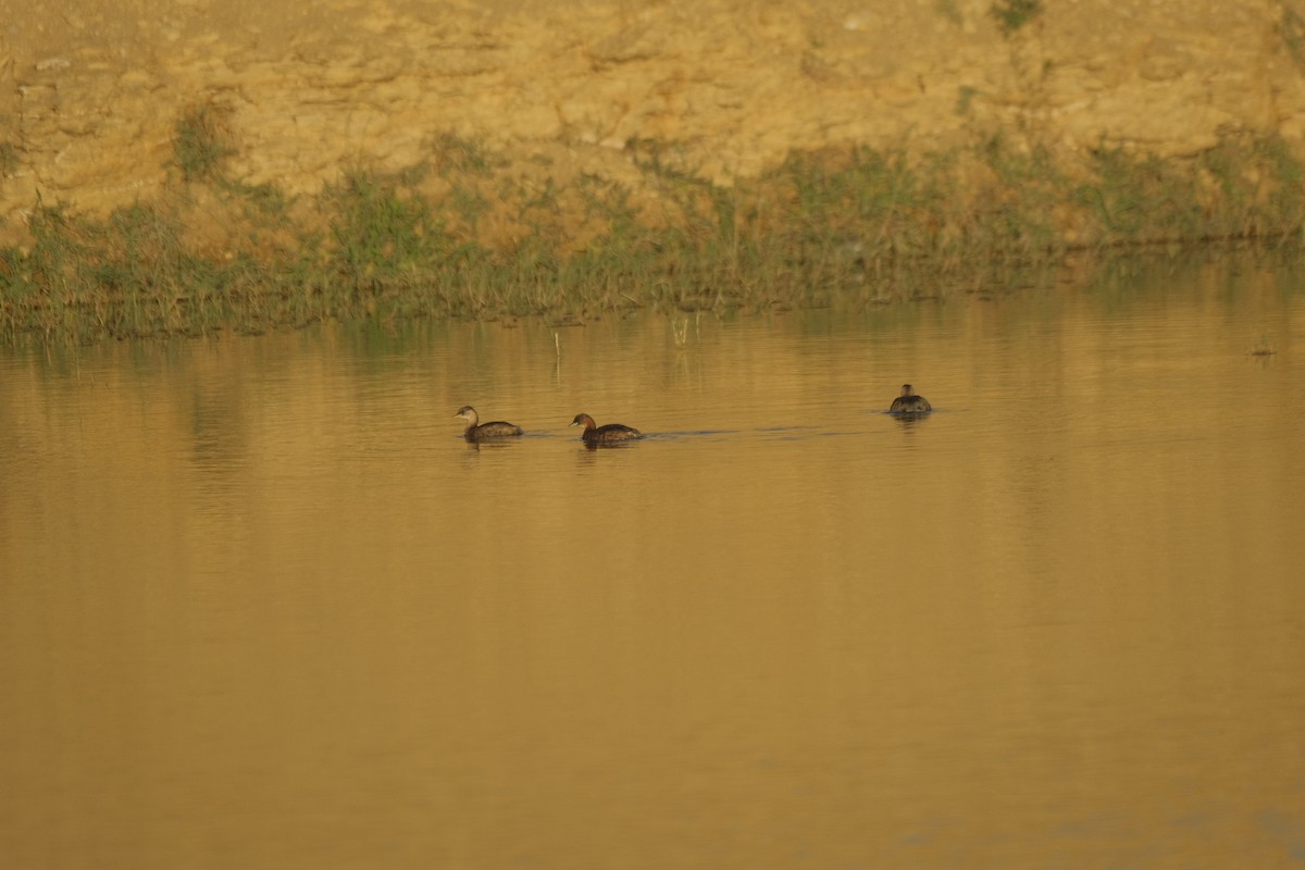 Little Grebe - ML646052890
