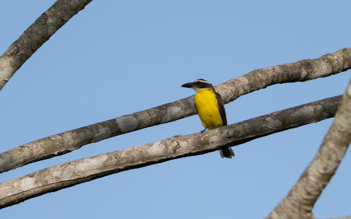 Boat-billed Flycatcher - ML646052895