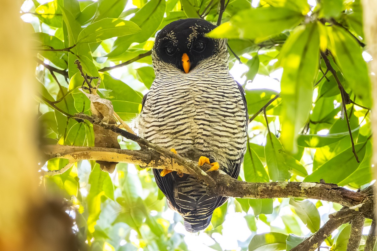 Black-and-white Owl - ML646052902