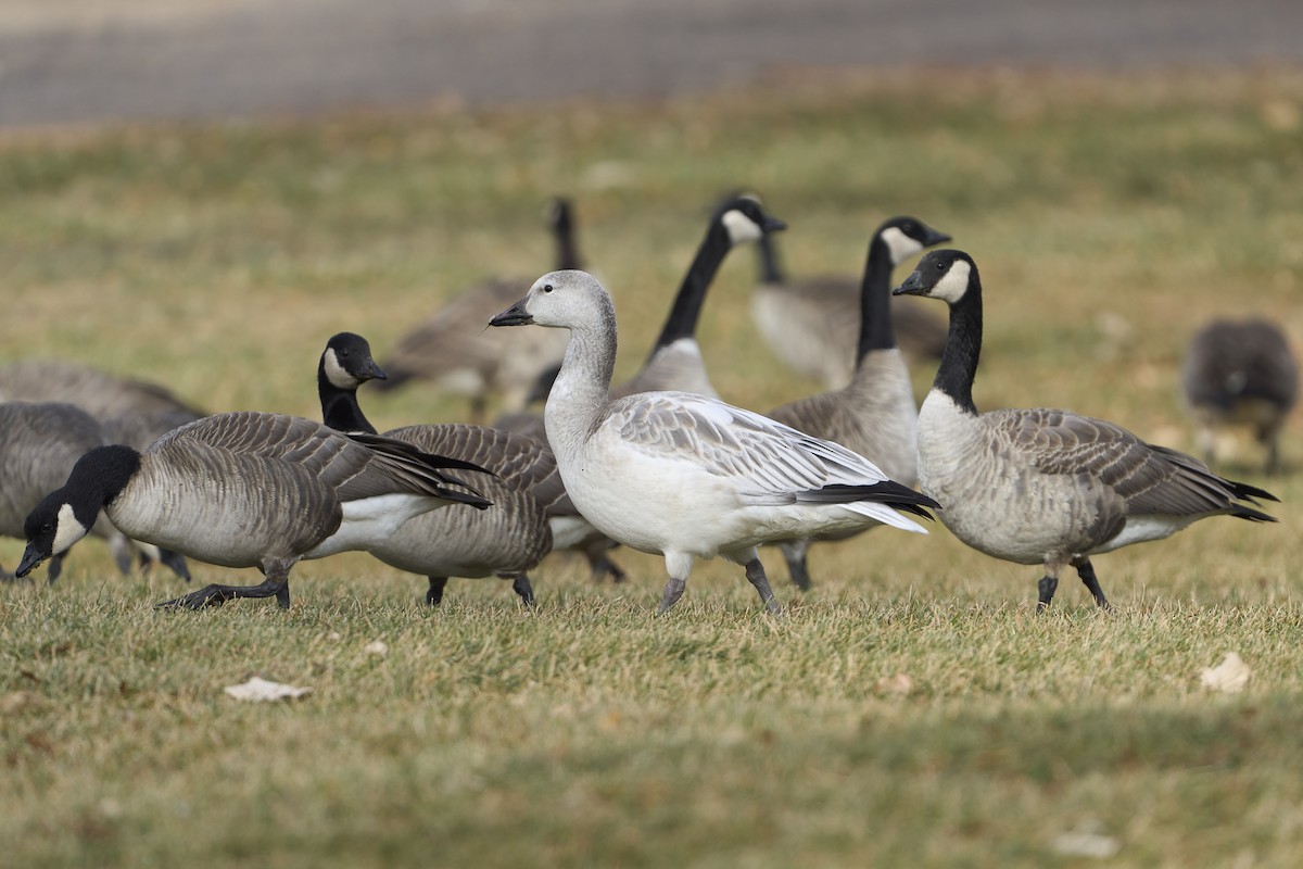 Snow Goose - ML646052905