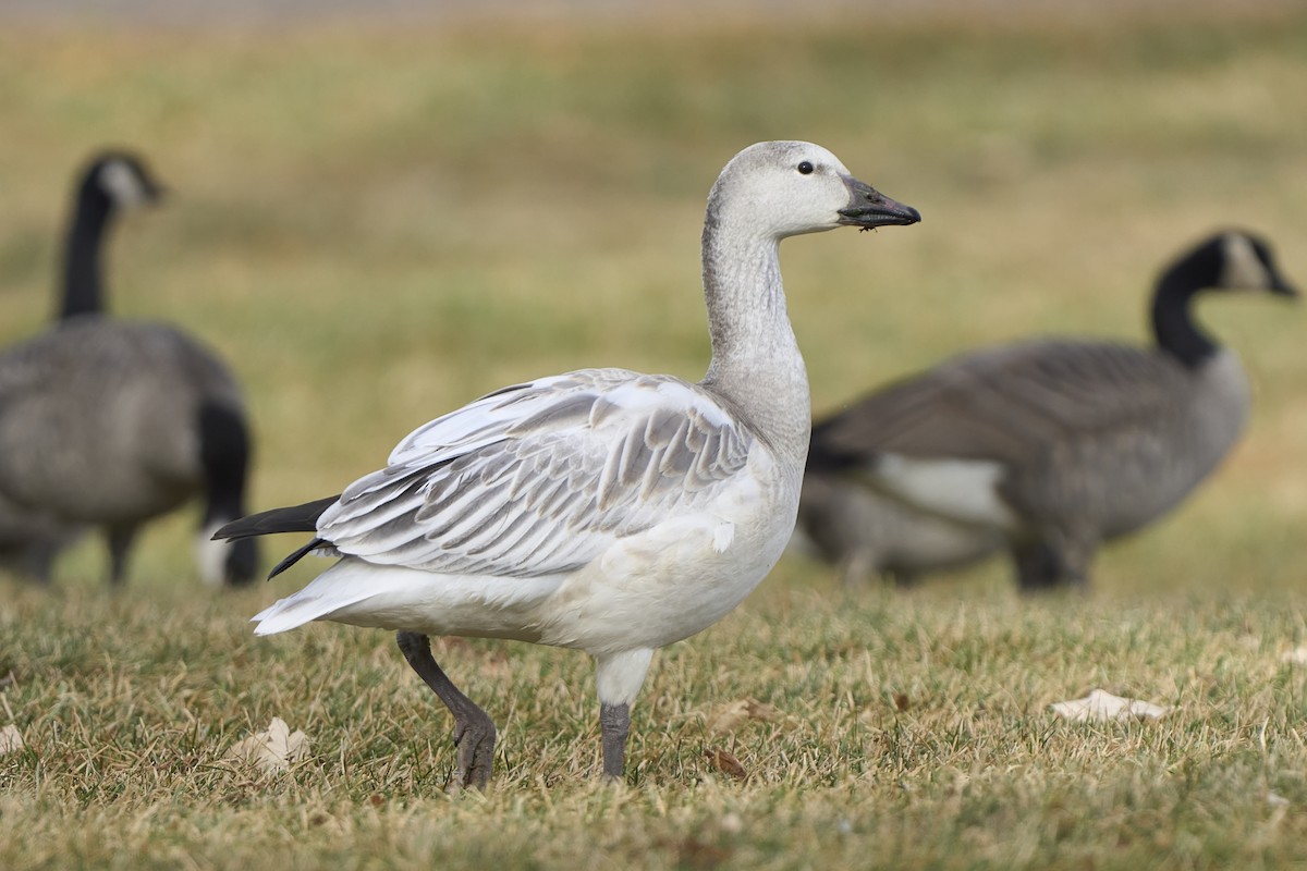 Snow Goose - ML646052906