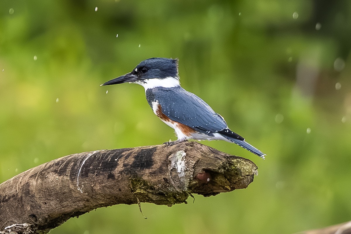 Belted Kingfisher - ML646052908