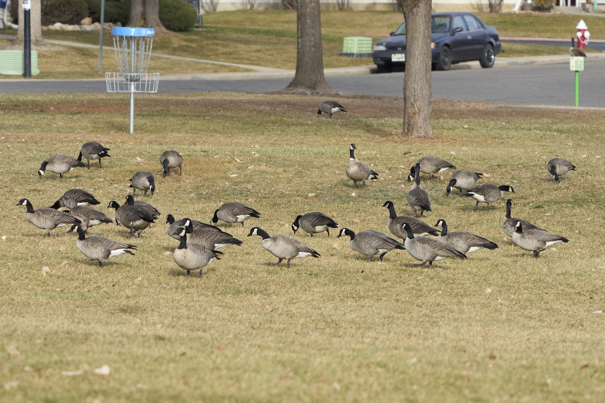 Cackling Goose - ML646052913