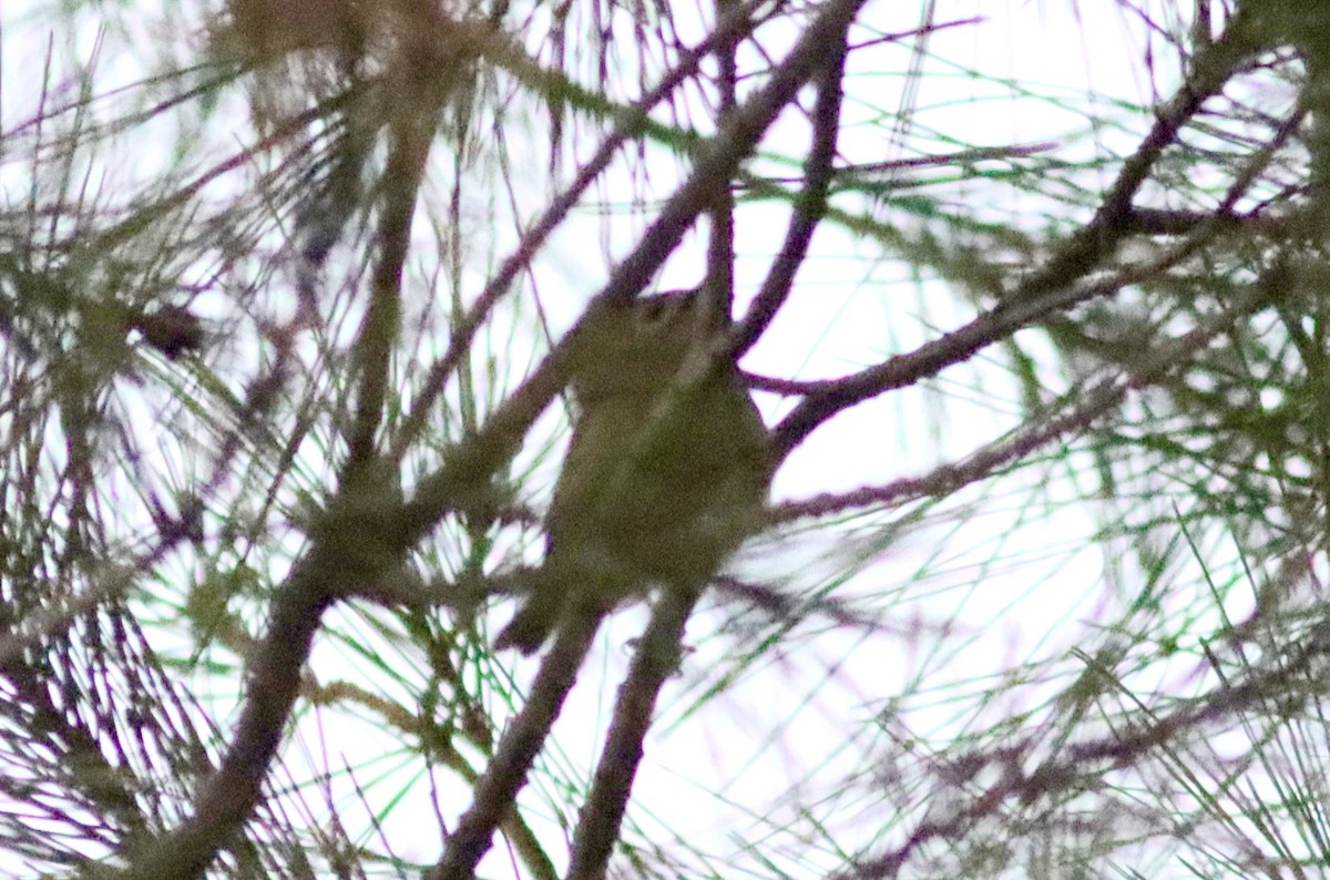 Goldcrest - ML646052914