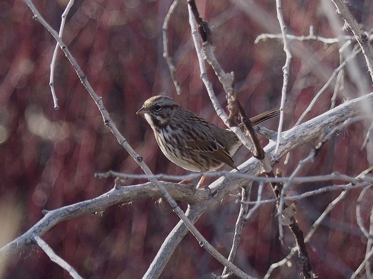 Song Sparrow - ML646052915