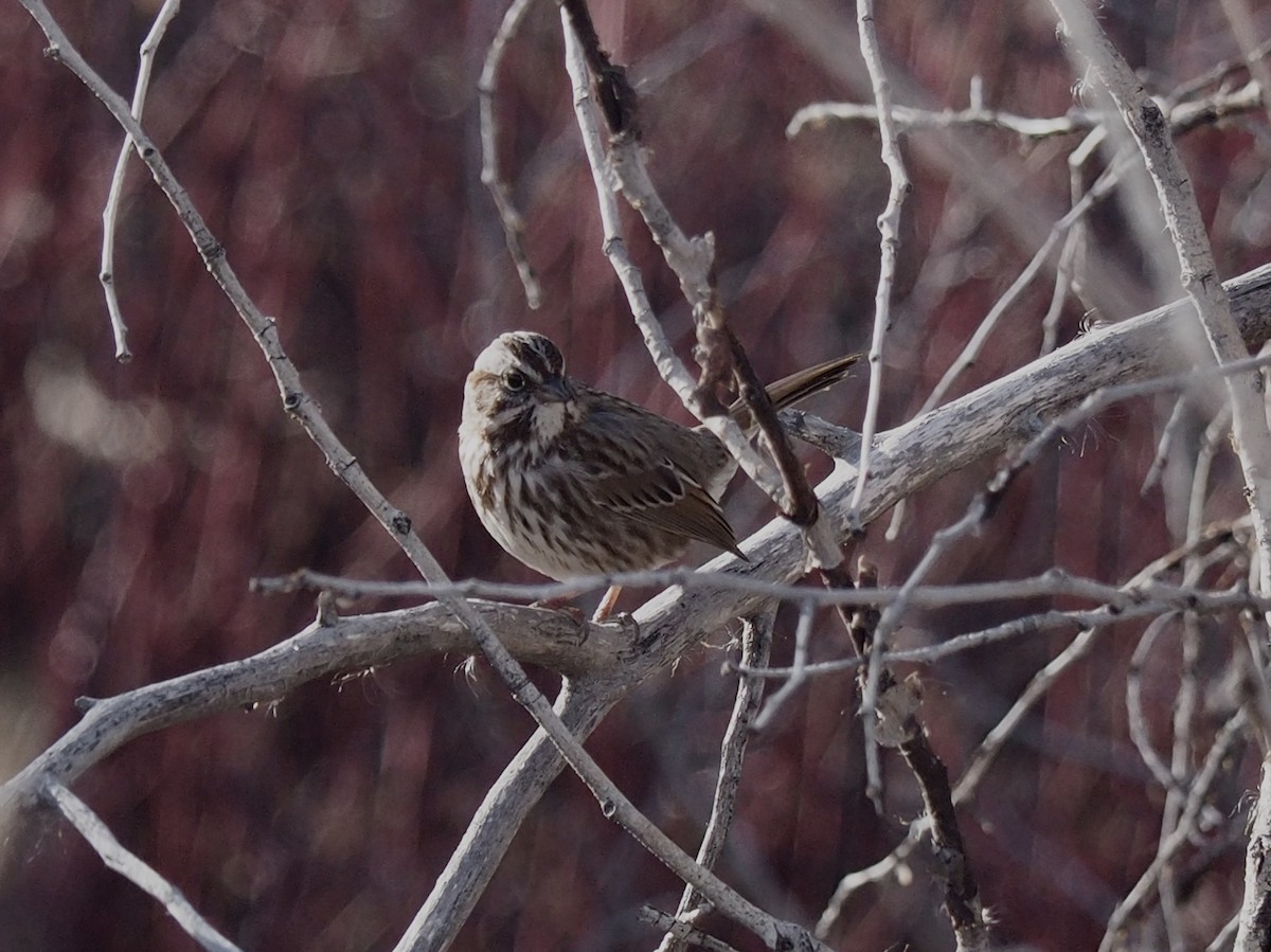 Song Sparrow - ML646052916