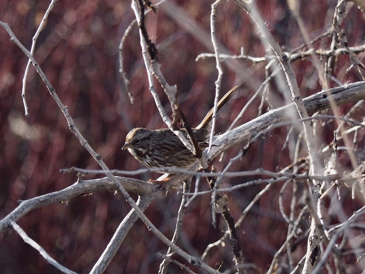 Song Sparrow - ML646052917
