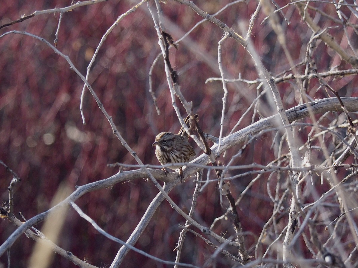 Song Sparrow - ML646052918