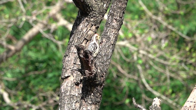 Yellow-crowned Woodpecker - ML646052925