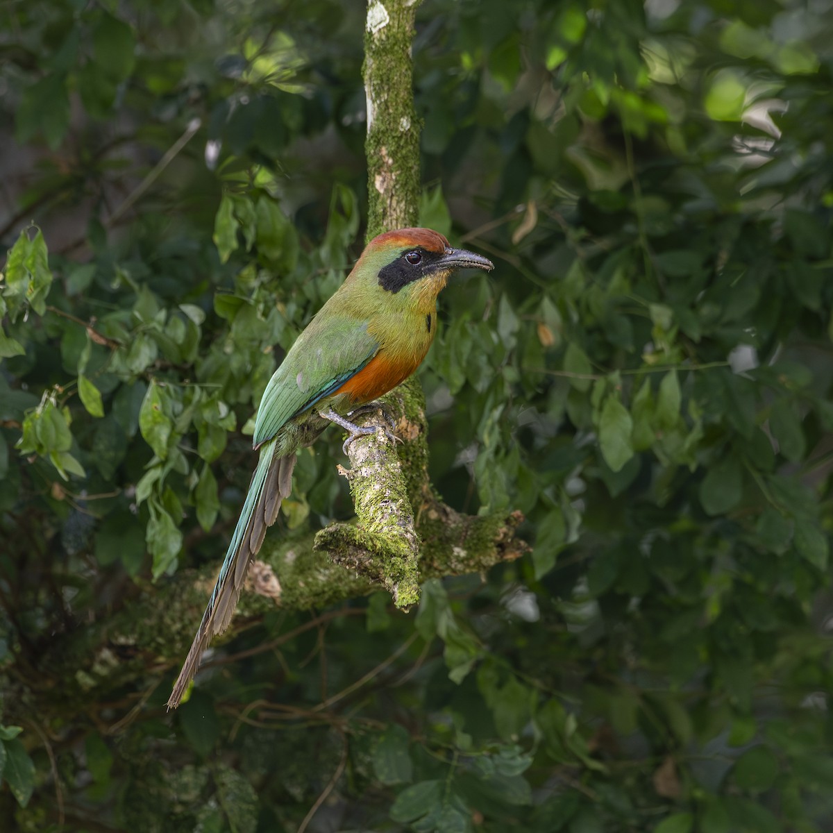 Rufous-capped Motmot - ML646052926