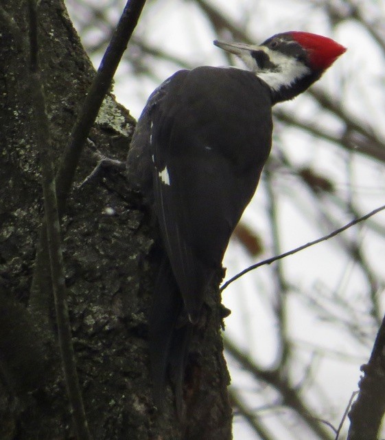 datel chocholatý - ML646052945