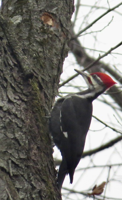 datel chocholatý - ML646052946