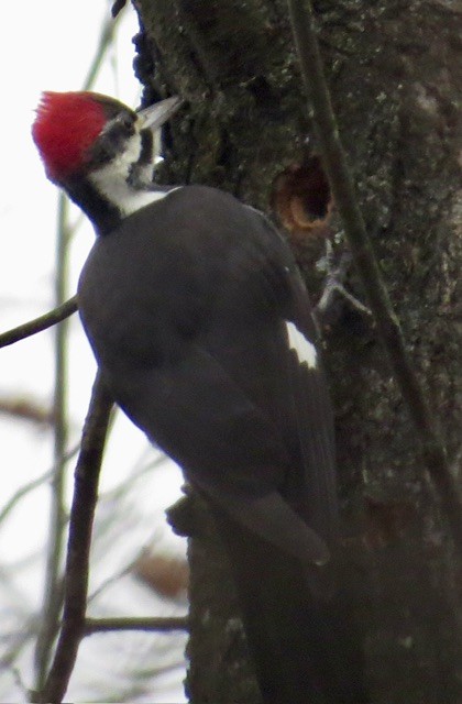 datel chocholatý - ML646052947