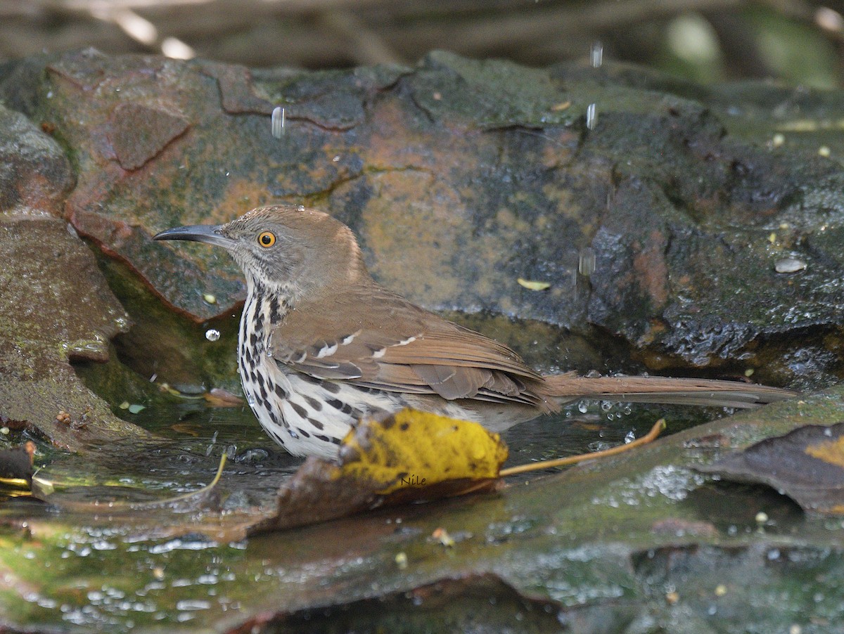 Long-billed Thrasher - ML646052948