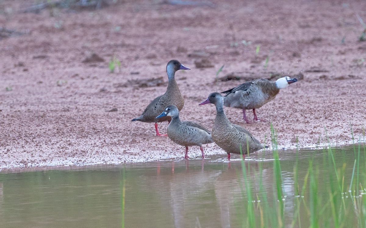 Brazilian Teal - ML646052950