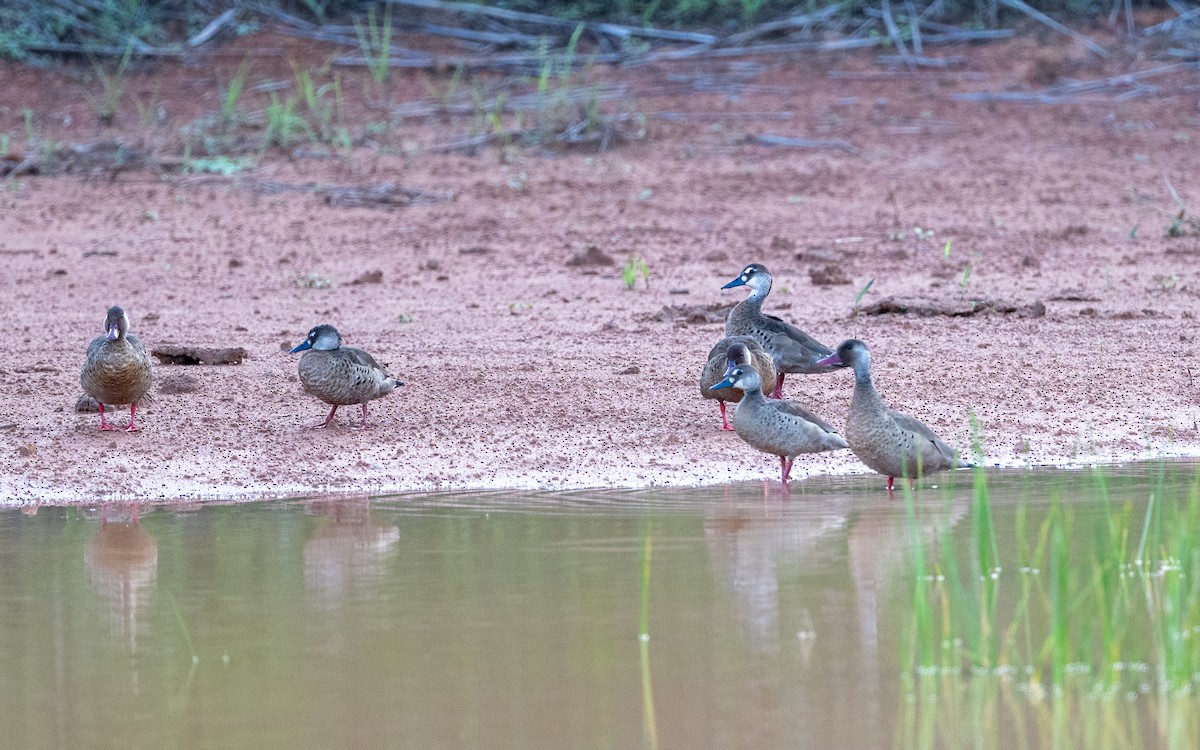 Brazilian Teal - ML646052951