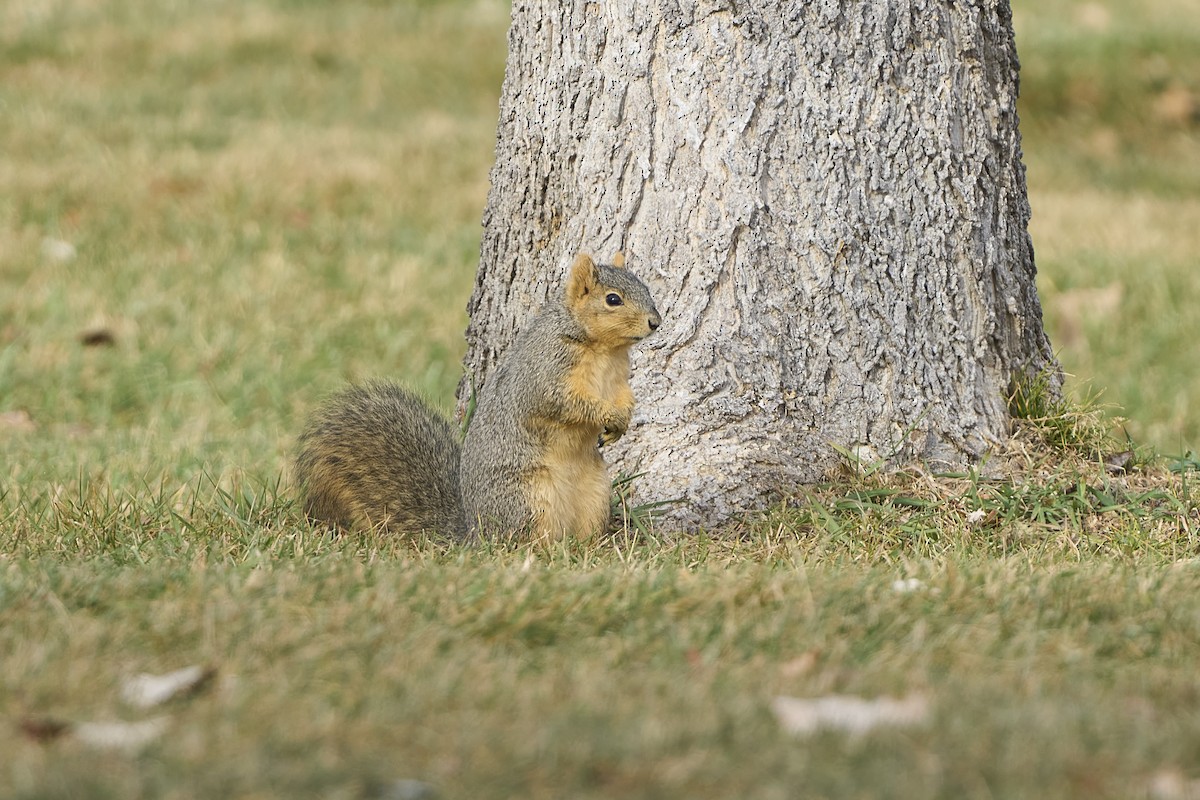 Eastern Fox Squirrel - ML646052953