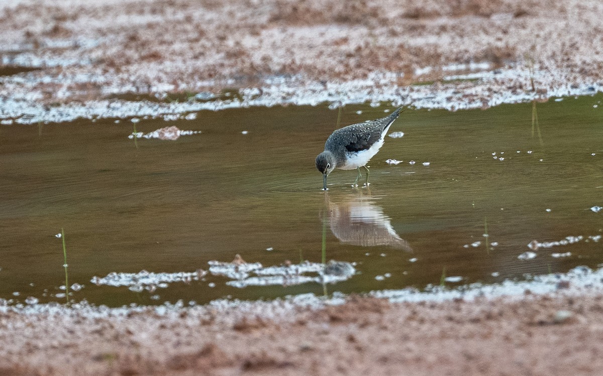 Solitary Sandpiper - ML646052955
