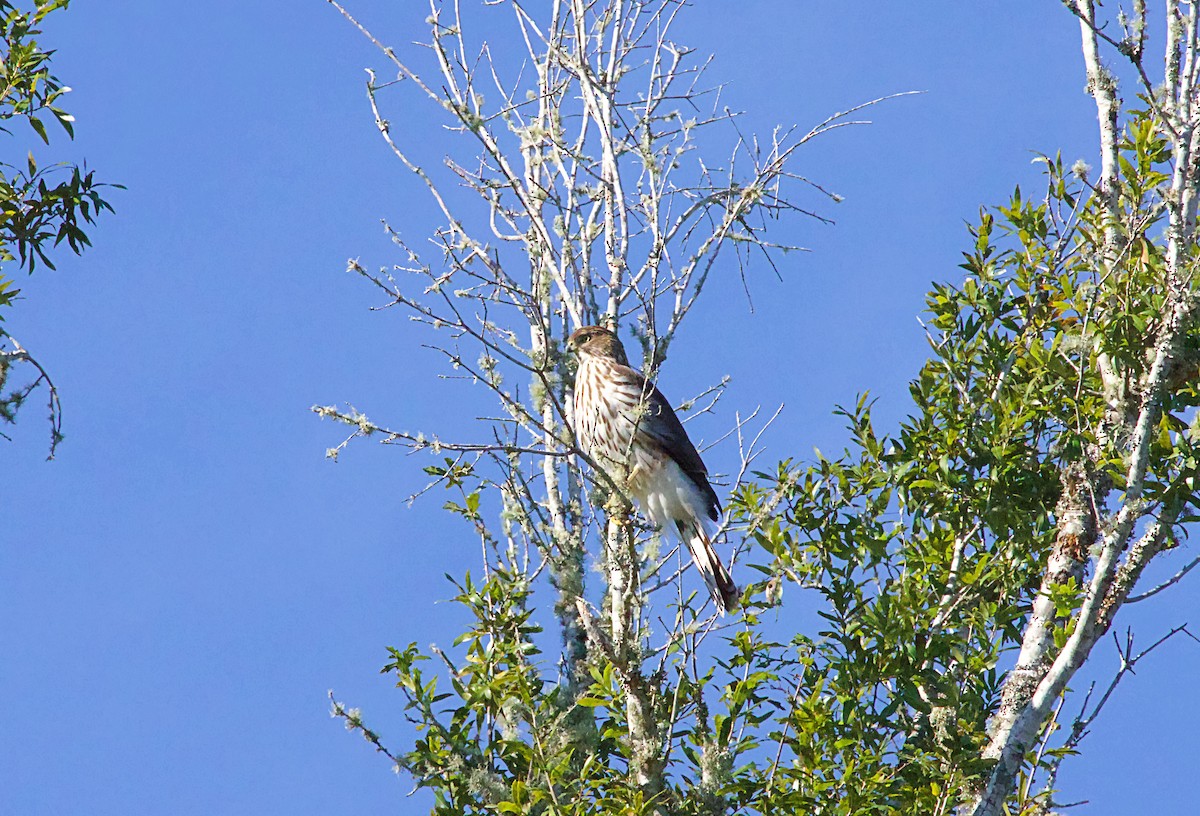 Канюк sp. - ML646052960