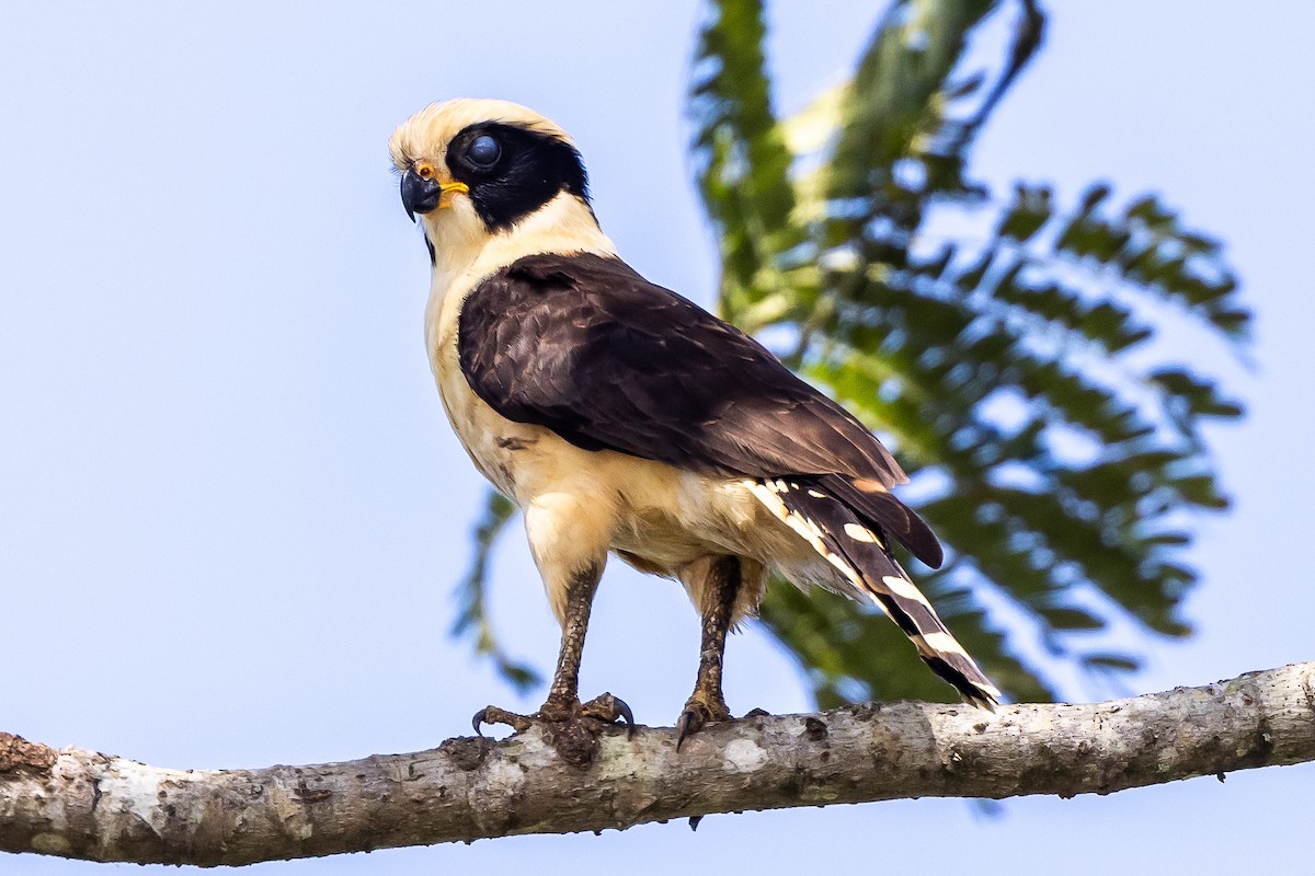 Laughing Falcon - ML646052961