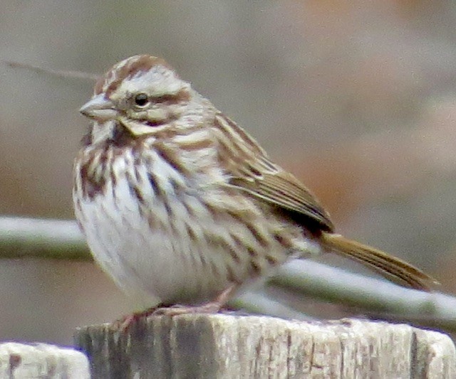 strnadec zpěvný - ML646052962