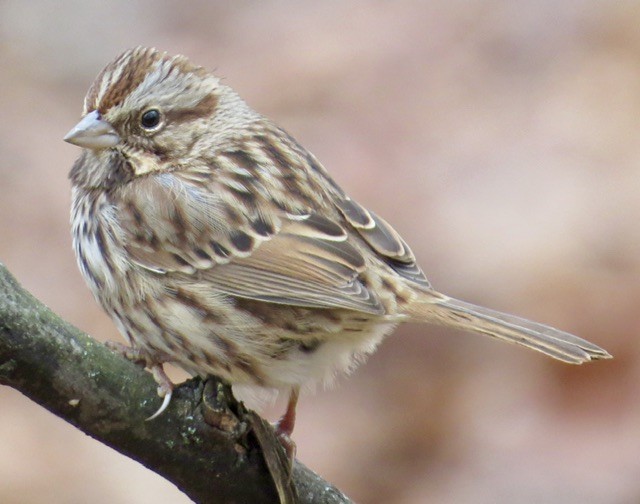 strnadec zpěvný - ML646052963