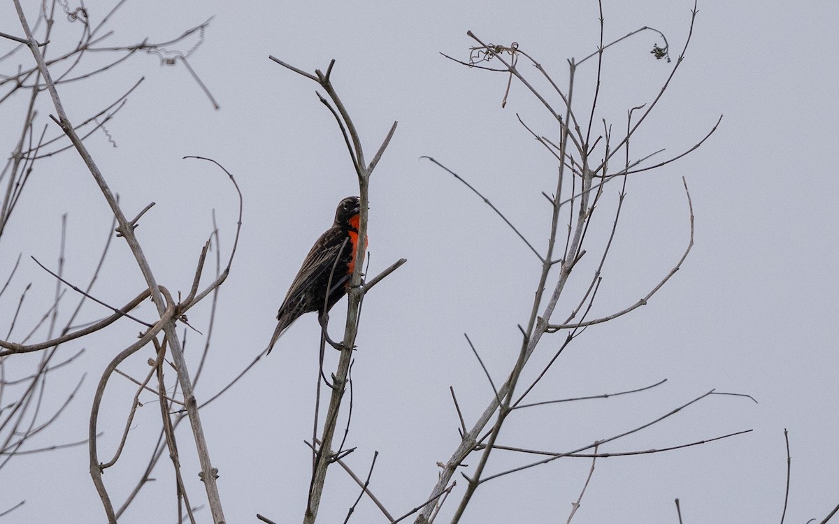 Red-breasted Meadowlark - ML646052964