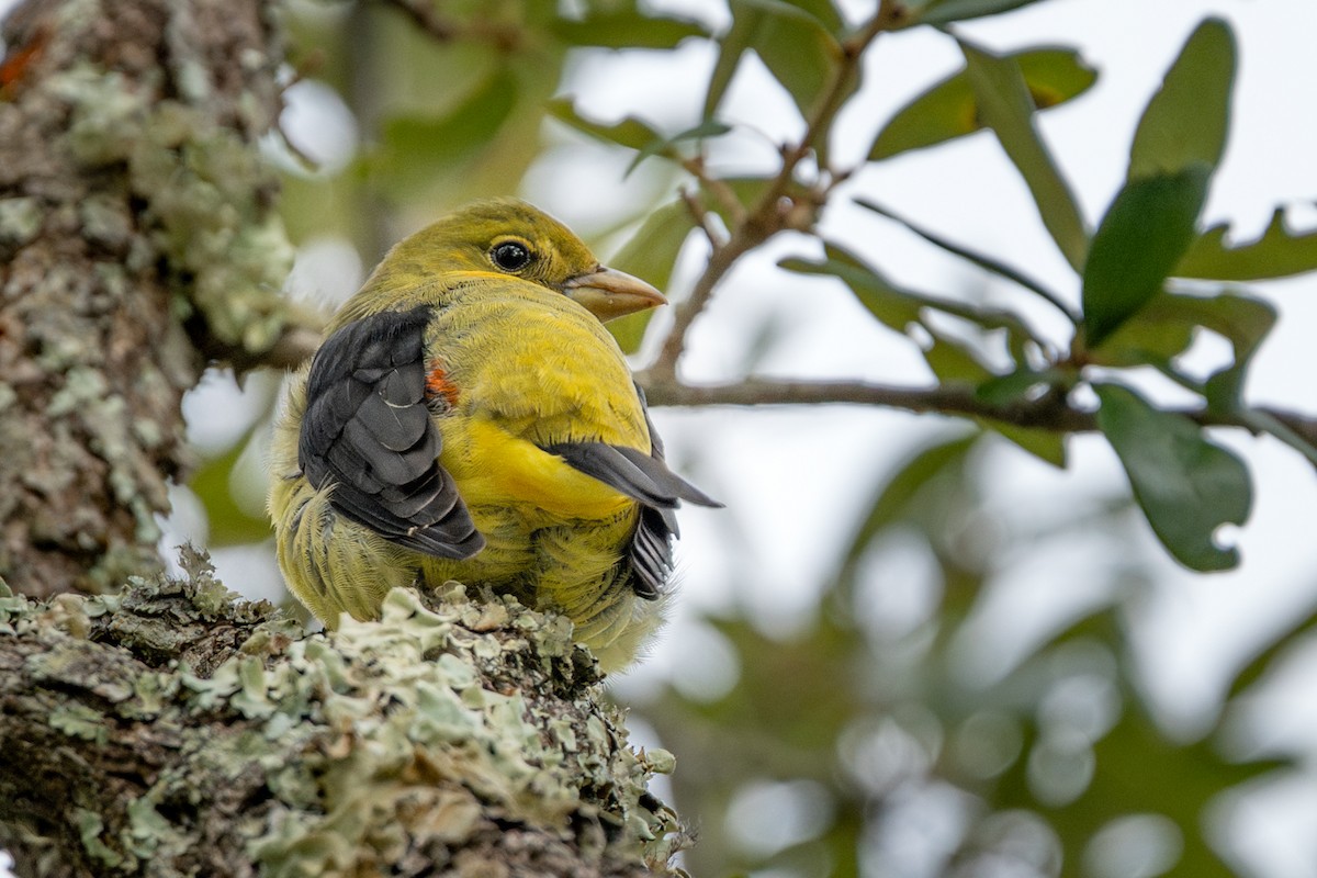 Scarlet Tanager - ML646052968