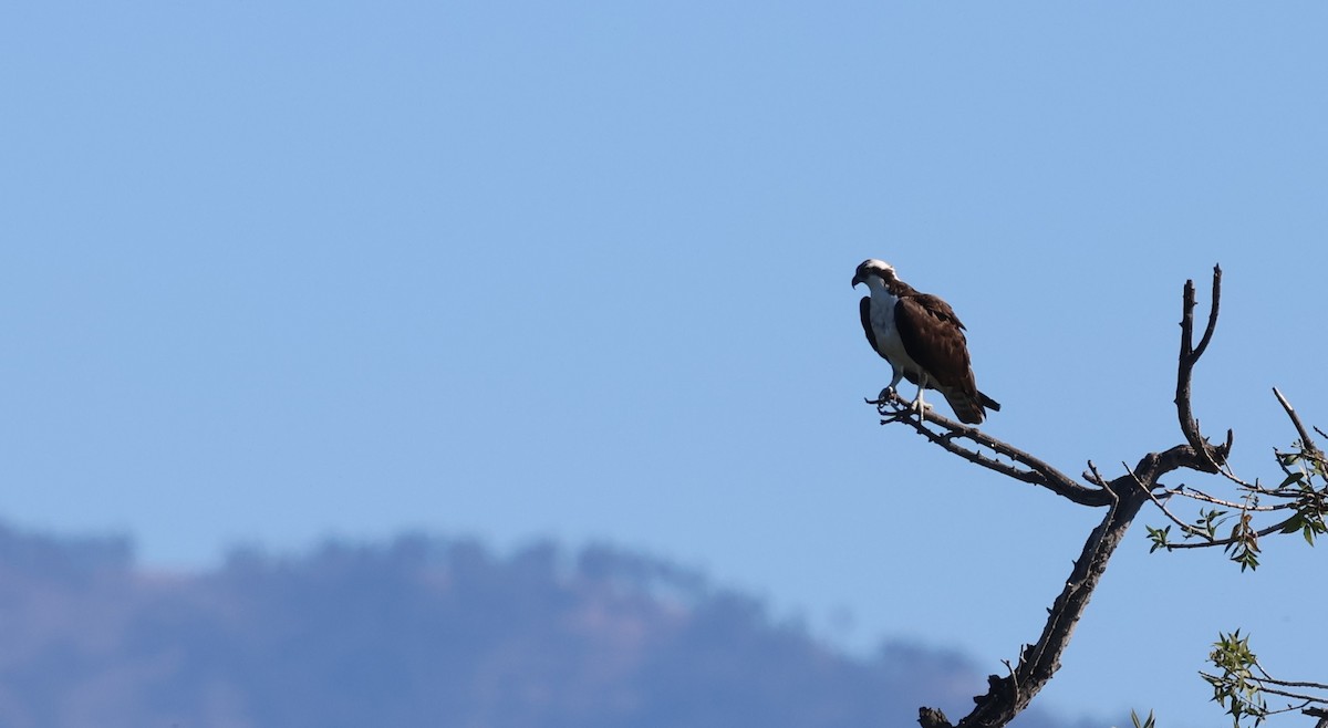 Osprey - ML646052970